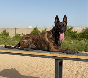 We used to feel so guilty leaving Wallace to go on holiday but knowing that he is being spoiled rotten in a loving home helps makes our trips that much more relaxing.